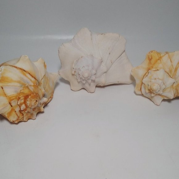 3 x Conch Seashells East Coast Beach Sea Shells Nautical Décor Lightning Whelk - Picture 7 of 9